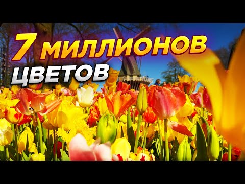 Видео: Самый красивый САД ТЮЛЬПАНОВ в мире🌷 КЕКЕНХОФ Релакс Тур 4К