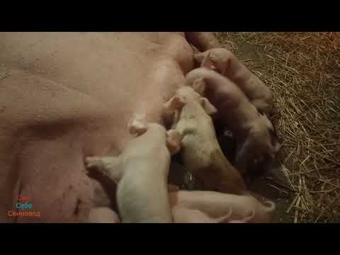 Видео: Как принять опорос у свиноматки. Принимаю поросят, опорос затянулся на пару деньков