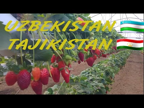 Видео: Парвариши Клубника дар гармхонаи замонавӣ дар ш. Тошкент (Ӯзбекистон) ҳатман тамошо кунед.