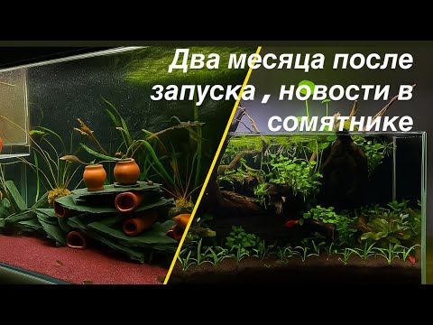 Видео: «Прошло два месяца после запуска аквариума — сомы L340 отнерестились + последние новости »