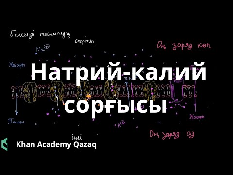 Видео: Натрий - калий сорғысы | Биология | Қазақ Хан Академиясы