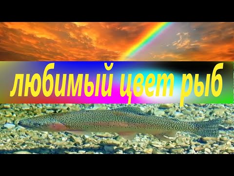 Видео: Как видят цвета под водой рыбы? Лучшие цвета для приманок!