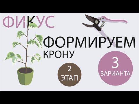 Видео: №53. Фикус Бенджамина. Формируем 3 вида кроны. Этап 2. Пересадка черенков в основной горшок.