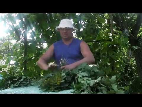 Видео: Заготавливаем дубовый веник в баню.