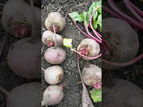 Видео: Лучший сорт свеклы.