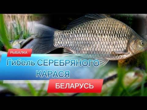 Видео: Рост случаев массовой гибели Карася Серебряного в Беларуси