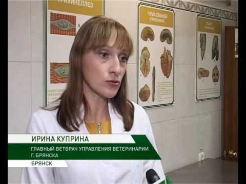 Видео: трихинеллёз 11 11 16