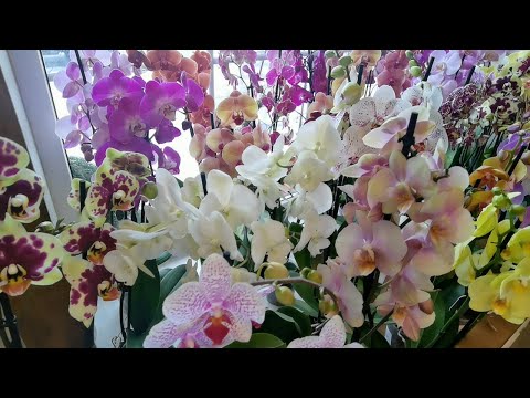 Видео: Орхидеи качества ОГОНЬ! Садовый центр "Страна цветов".