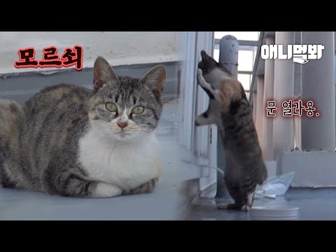 Видео: Бродячая кошка, которая хотела стать нашей семьей...