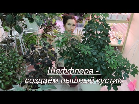Видео: Шеффлера - коррекция для создания пышного кустика!