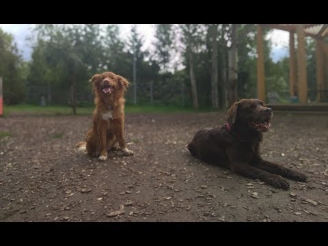 Видео: Обзор парка. Горкинско-ометьевском лесу