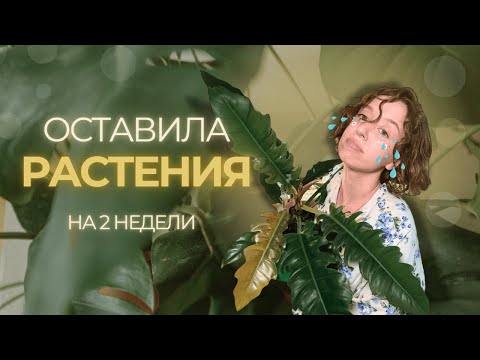 Видео: Что случилось с РАСТЕНИЯМИ спустя 2 НЕДЕЛИ без присмотра?