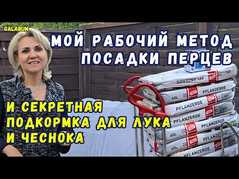 Видео: МОЙ РАБОЧИЙ МЕТОД ПОСАДКИ ПЕРЦЕВ / Секретная ПОДКОРМКА ДЛЯ Лука и Чеснока. @galabum