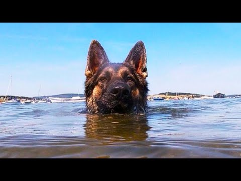 Видео: Овчарка 11 часов плыла по морю, чтобы спасти хозяина