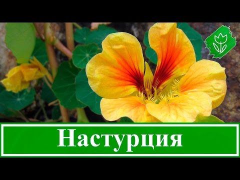 Видео: Цветок настурция – посадка и выращивание, уход за настурцией после цветения