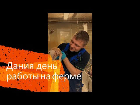 Видео: Как устроена свиноферма? Дания