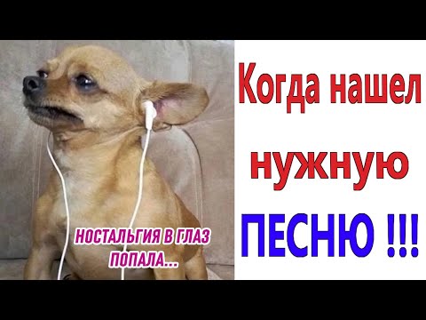 Видео: ПРИКОЛЫ! КОГДА НАШЁЛ НУЖНУЮ ПЕСНЮ!!! МЕМЫ, шутки, смешные истории от Доми шоу