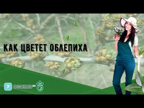 Видео: Как цветет облепиха