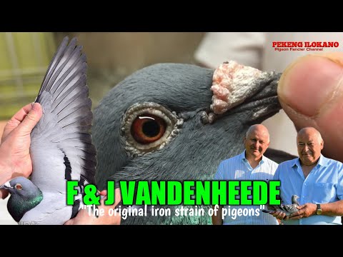 Видео: Оригинальный штамм Iron от Фредди и Жака ВАНДЕНХИДА — чемпион по тяжёлой атлетике на средние и дл...