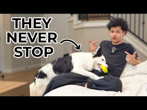 Видео: Три ошибки, которые люди совершают, беря с собой энергичных собак