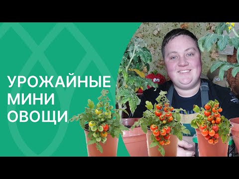 Видео: Мини-овощи для зимнего огорода!