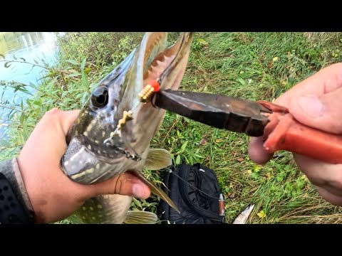 Видео: КЛЮЮТЬ ЯК ДИКІ! ХИЖАК ЖИРУЄ, БЕЗ ПЕРЕСТАНКУ!