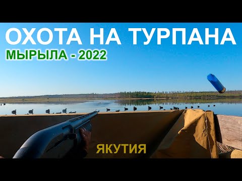 Видео: Охота на турпана в Якутии. Мырыла 2022