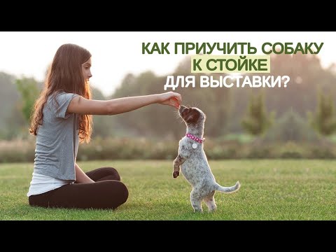 Видео: Как приучить собаку к стойке для выставки?