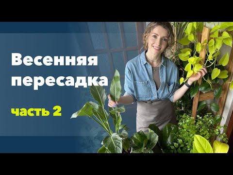 Видео: Большая пересадка комнатных растений (2 часть)