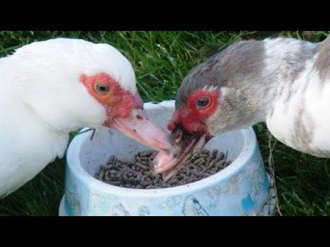 Видео: Почему я не рекомендую бройлерный комбикорм для уток
