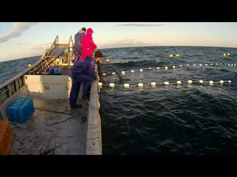 Видео: Переборка невода. Кета. Wild salmon. fisherman's works. 漁師の仕事