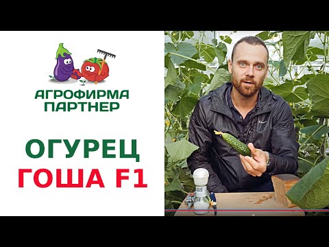 Видео: ПАРТЕНОКАРПИЧЕСКИЙ ОГУРЕЦ ГОША F1