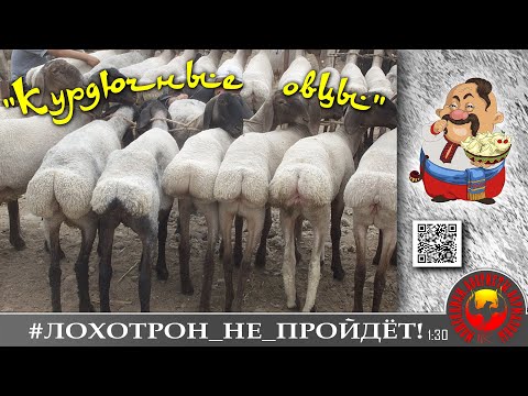 Видео: "Овца ты курдючная!" Мошенники, аферисты. (Автор - Богдан Тарасович)