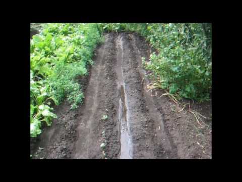 Видео: Боремся с повиликой