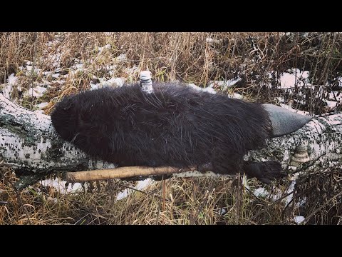 Видео: ОХОТА НА БОБРА.СТАВЛЮ ПРОХОДНЫЕ КАПКАНЫ С ПРИМАНКОЙ BEAVER CREEK+РЕЗУЛЬТАТ!