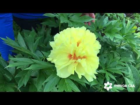 Видео: Bartzella peony. Пион Барцелла