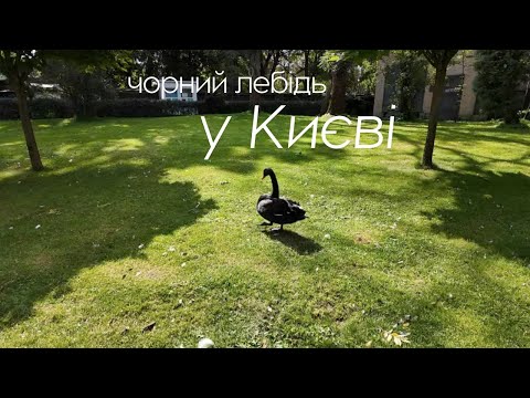Видео: Де побачити чорного лебедя в Києві| Where to see a black swan in Kyiv