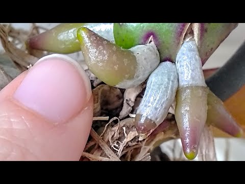 Видео: ОБРАБОТАЙ орхидеи ПЕРЕКИСЬЮ! КОРНИ ПОКРОЮТ орхидеи, листья ПОКОРЯТ после! ПОЛИВ ПЕРЕКИСЬЮ 👍 орхидеи!