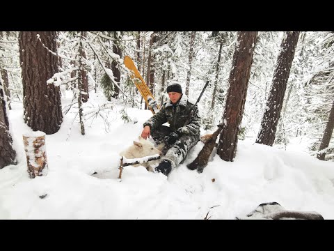 Видео: ЗИМА. ПРОВЕРКА ПУТИКОВ В ТАЙГЕ