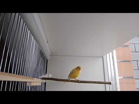 Видео: На какой срок можно оставить птиц без присмотра