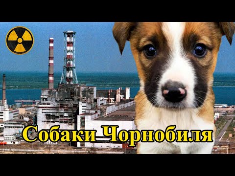 Видео: Як виживають собаки у Чорнобилі? Dogs of Chernobyl