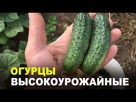 Видео: Высокоурожайные огурцы. Сорта АВЕНСИС и АВАЛАНЖ