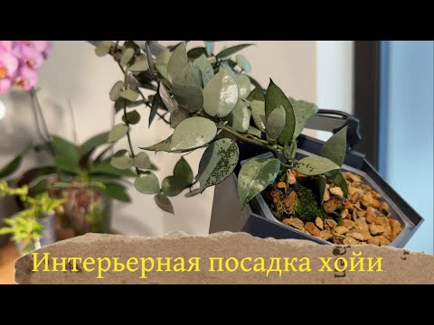 Видео: Интерьерная посадка хойи