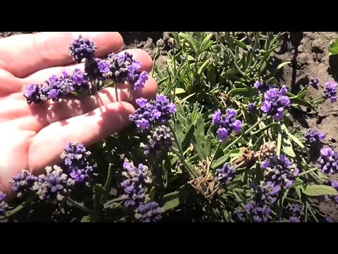 Видео: Выращивание лаванды из семян, практический опыт.