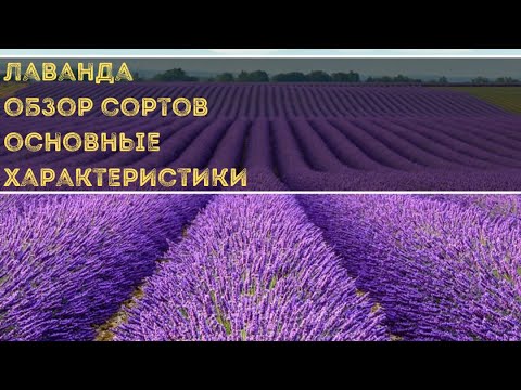 Видео: ЛАВАНДА : платинум блонд / лавандин / хидкот/ розея / мини блю. ВСЕ ЧТО НУЖНО ЗНАТЬ