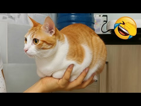 Видео: Смейтесь до слез с этими забавными котами и собаками!😹