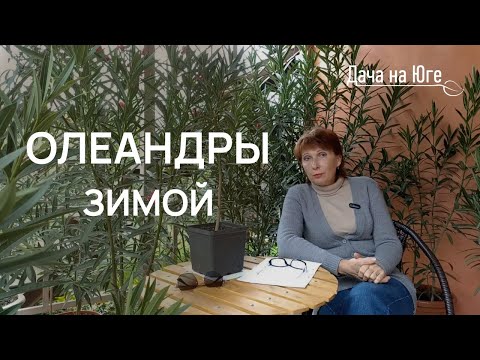 Видео: Дача на Юге - Олеандры зимой