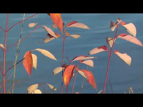 Видео: Гатчина  Осень  Шварц