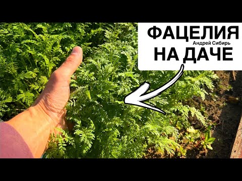 Видео: МЕЧТАЕТЕ О ХОРОШИХ УРОЖАЯХ? ФАЦЕЛИЯ КОРОЛЕВА СИДЕРАТОВ ПОМОЖЕТ! ПРОВОЛОЧНИК НЕМАТОДА СОРНЯКИ УЙДУТ!