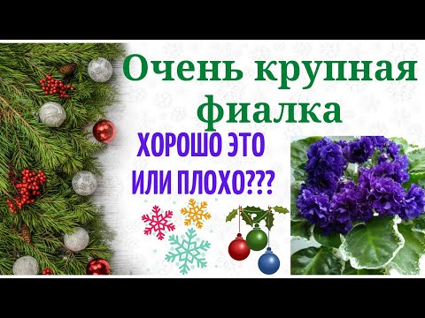 Видео: Очень крупные сорта фиалок. Как с ними поступать?